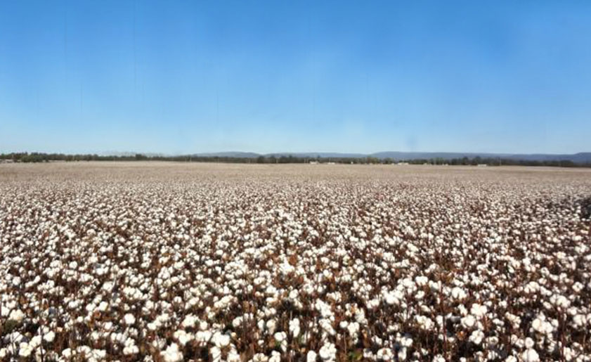 オーガニックコットン畑