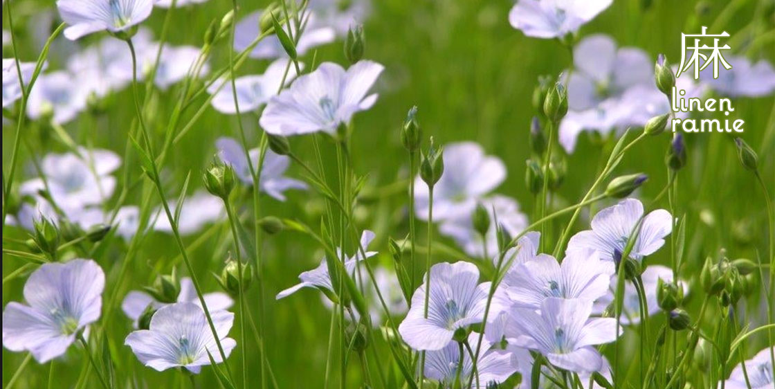 麻・リネン